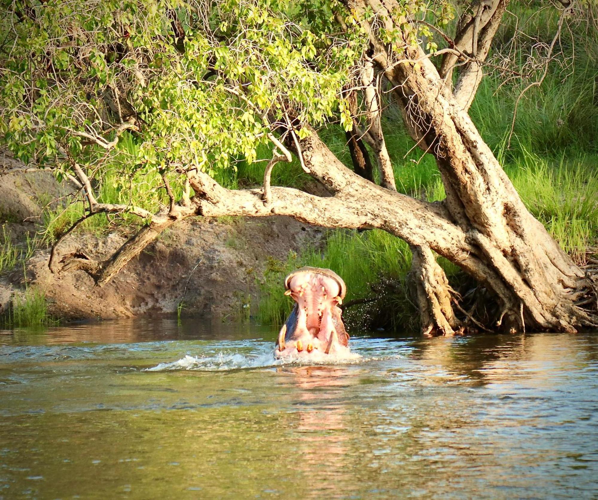 فيلا Zambezi Dusk ليفينغستون المظهر الخارجي الصورة